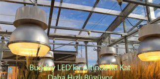 Buğday LED’ler Altında İki Kat Daha Hızlı Büyüyor