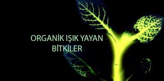 Organik Işık Yayan Bitkiler ile Aydınlatma organik-isik-yayan-bitkiler