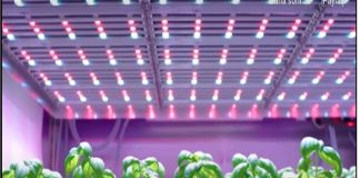 LED Aydınlatma ile Topraksız Şehirli Tarım Nasıl Yapılır ? led-aydinlatma-ile-topraksiz-tarim-2