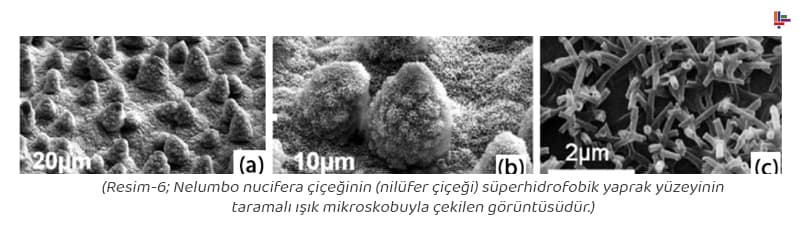 resim-6-nilufer-cicegi (1)