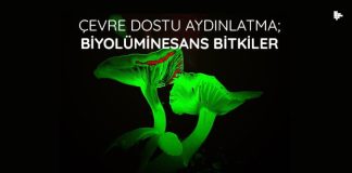 Çevre Dostu Aydınlatma; Biyolüminesans Bitkiler cevre-dostu-aydinlatma-biyoluminesans-bitkiler