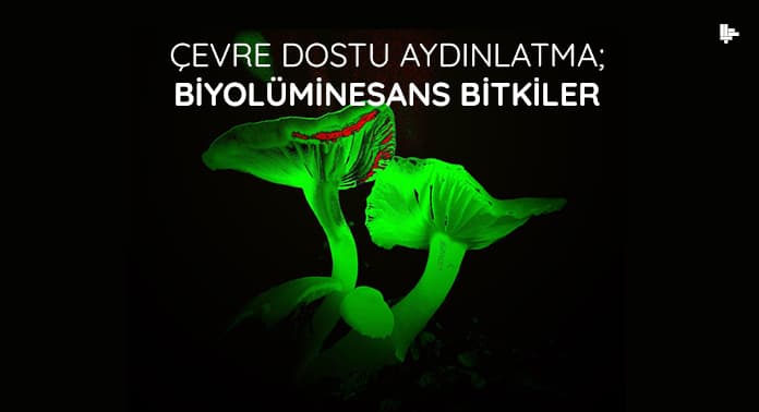 cevre-dostu-aydinlatma-biyoluminesans-bitkiler